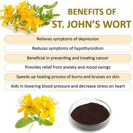 St. John's Wort Neuroprotectant Nootropic Fights Depressive and Anxie