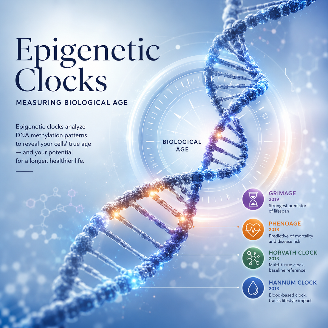What Epigenetic Age Actually Tells You. And How to Influence It.