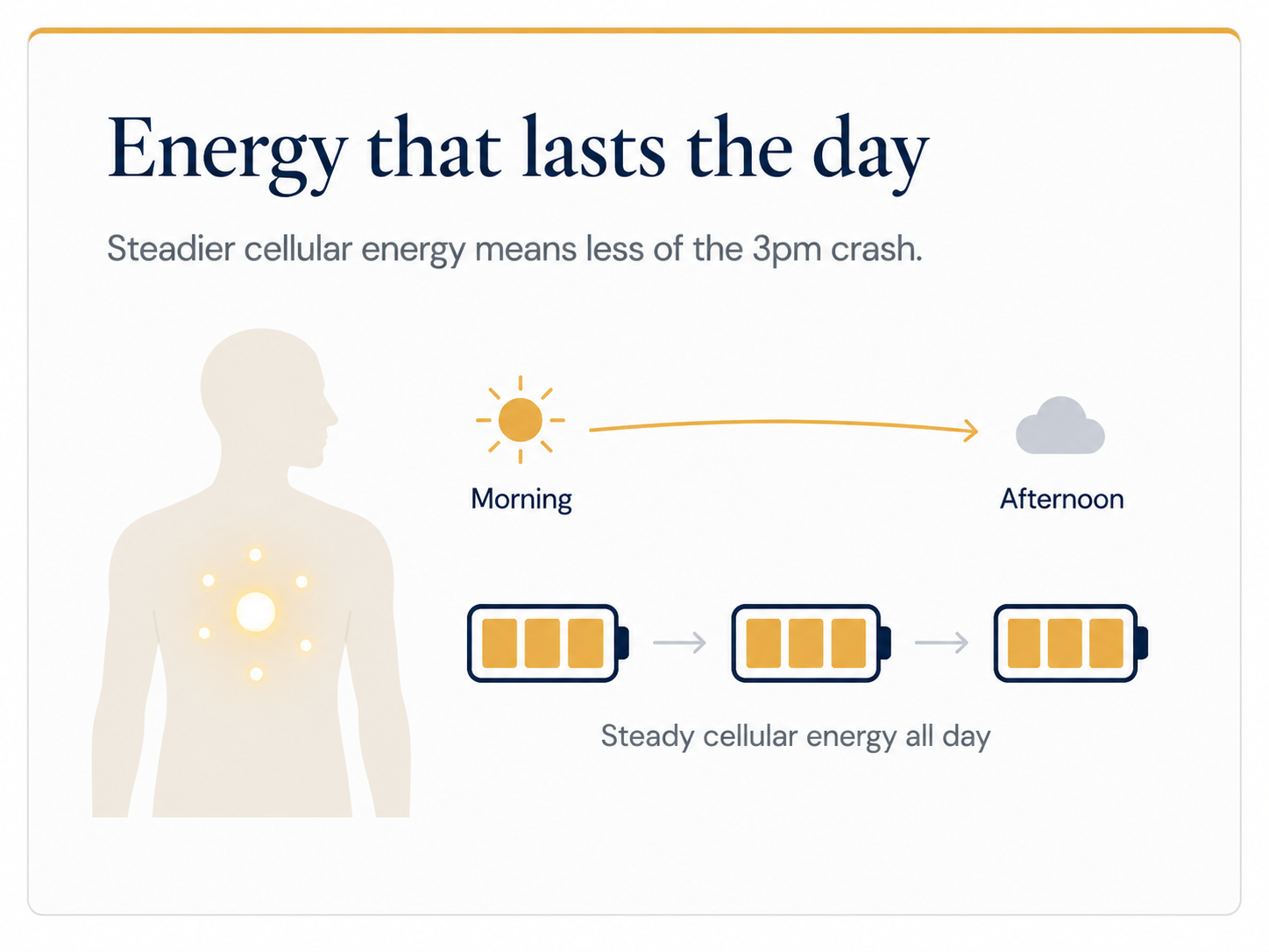 Energy that lasts the day. Steadier cellular energy means less of the afternoon dip.