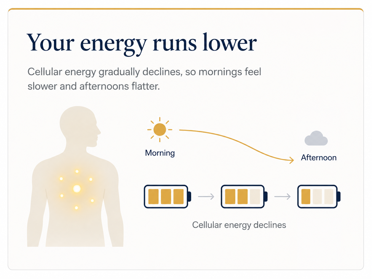 Your energy runs lower. Cellular energy gradually declines with age, so mornings feel slower and afternoons flatter.