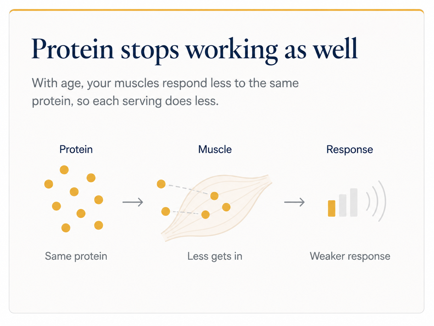 Protein stops working as well. With age, your muscles respond less to the same protein, so each serving does less.
